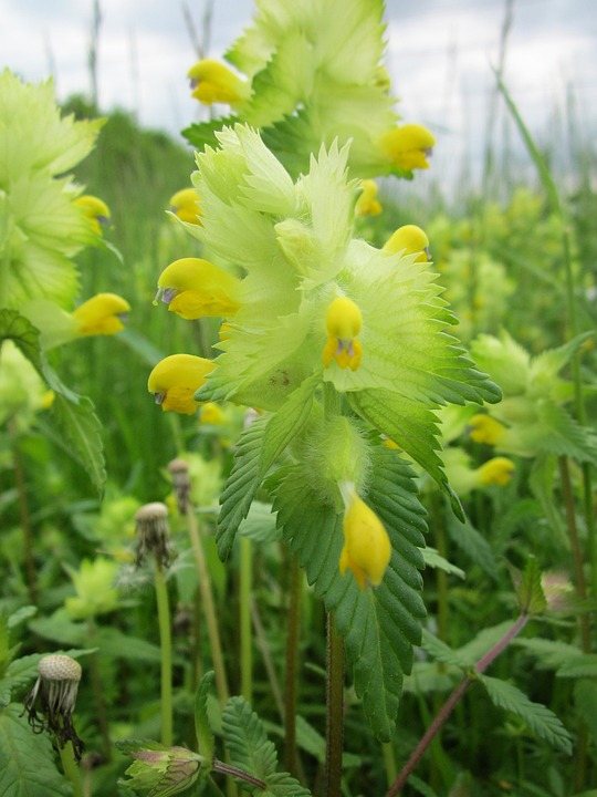 inheemse vaste planten soorten voor vlinders en wilde bijen